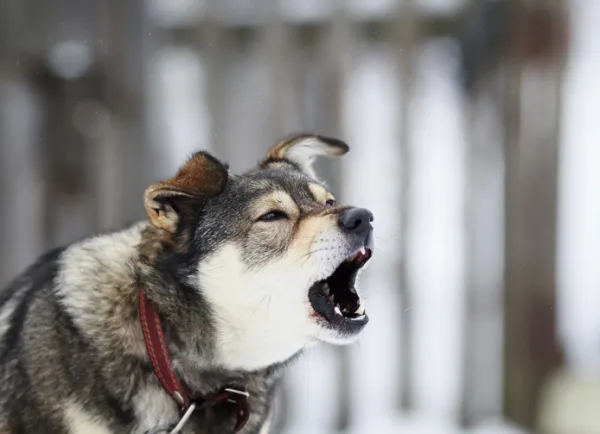 como hacer que el perro deje de ladrar por dentro