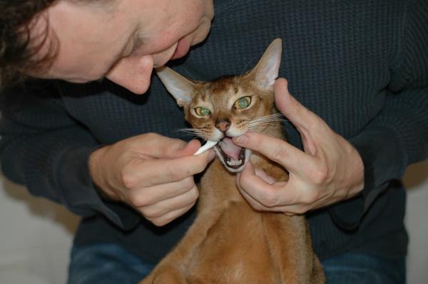 Consejos para cuidar la salud bucal de tu gato - Cómo cuidar los dientes de mi gato