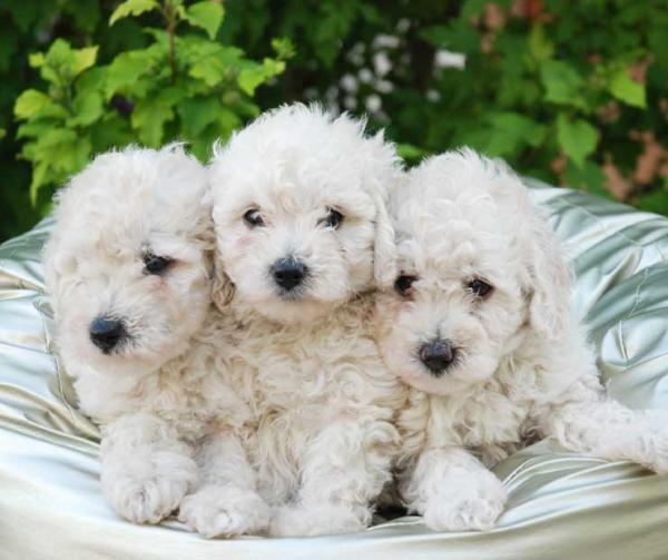 Cómo cuidar los ojos de un Caniche