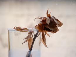 Cómo explicar a un niño la muerte - Paso 3