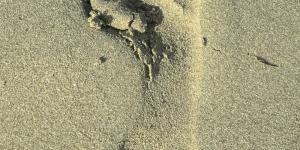 Cómo medir el ancho del pie