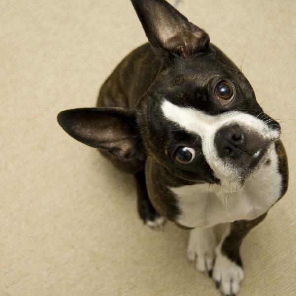 es un boston terrier un buen primer perro