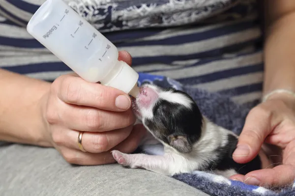 pueden los cachorros amamantar si la madre toma antibióticos