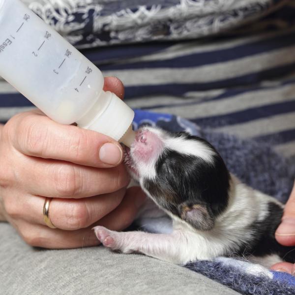 cuanta leche debe tomar un cachorro recien nacido