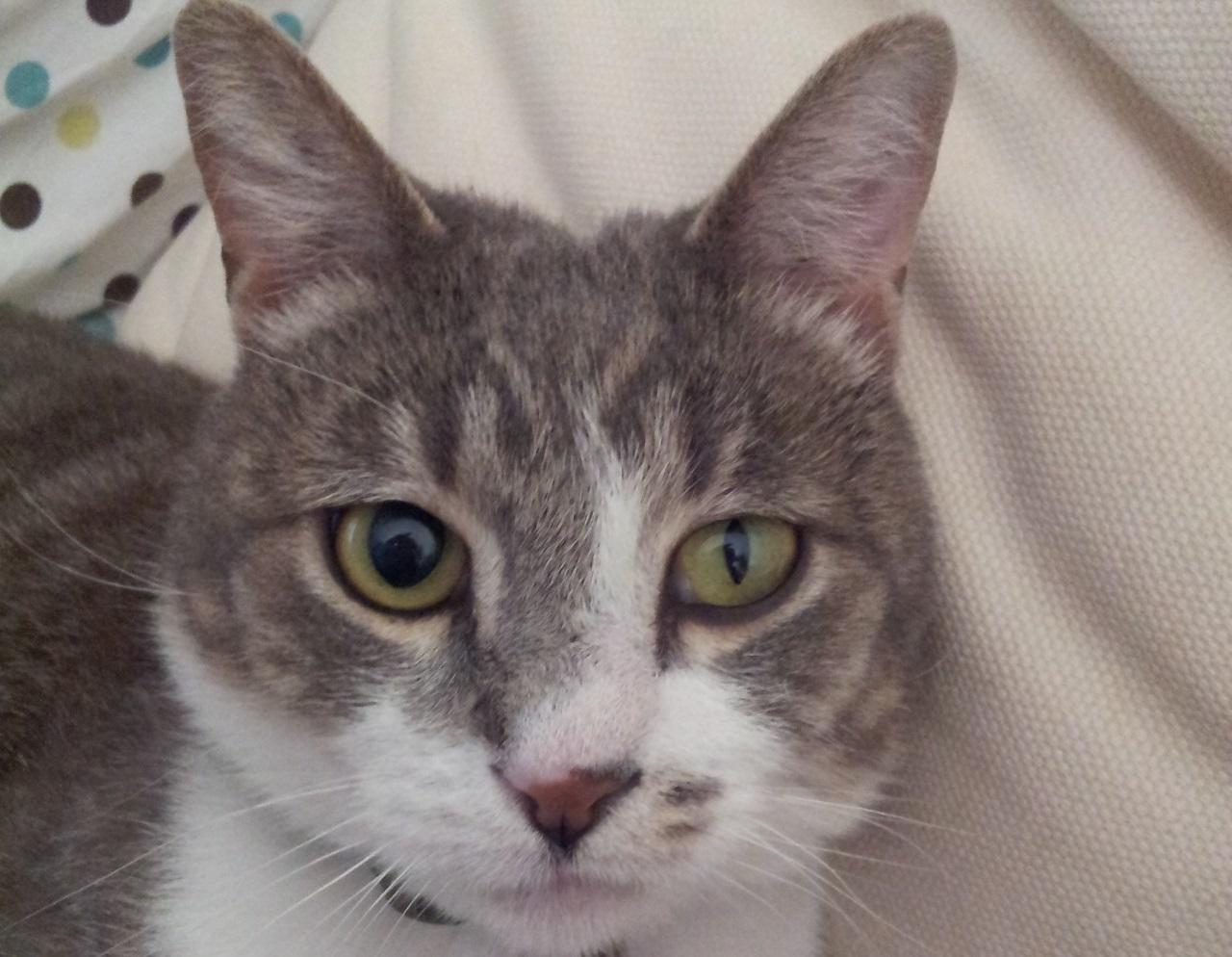 Кошачий конъюнктивит конъюнктивит кошачий. Кошачий конъюнктивит конъюнктивит кошачий. Синдром хорнера у котят. Синдром хорнера у кошек. Энофтальм (западение глазного яблока).