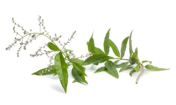 Cuáles son las propiedades de la hierbaluisa