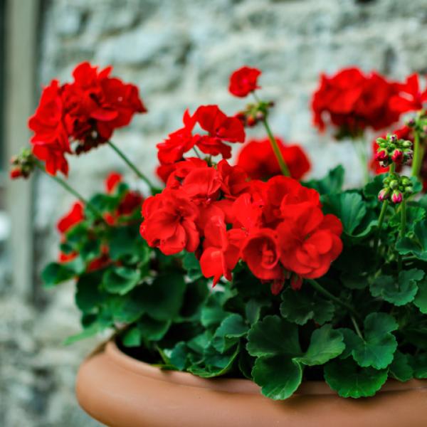 plantas que cubren el suelo con sombra