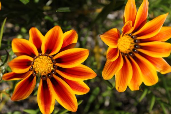18 plantas de sol y sombra: nombres y características - Gazania: cuidados, flor y nombre 