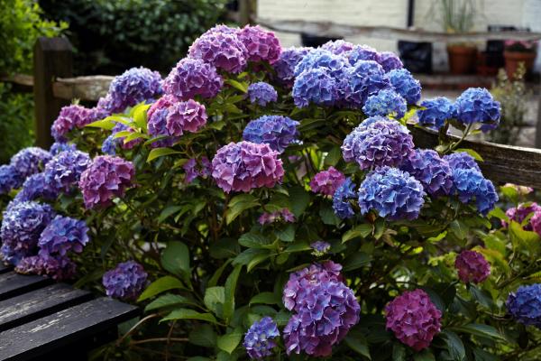 18 plantas de sol y sombra: nombres y características - Hortensias: cuidados y características 