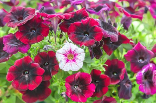18 plantas de sol y sombra: nombres y características - Planta petunia: cuidados, significado y reproducción 