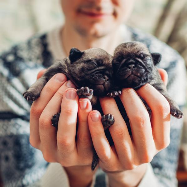 Es_malo_tocar_a_los_cachorros_recien_nacidos_51688_600_square