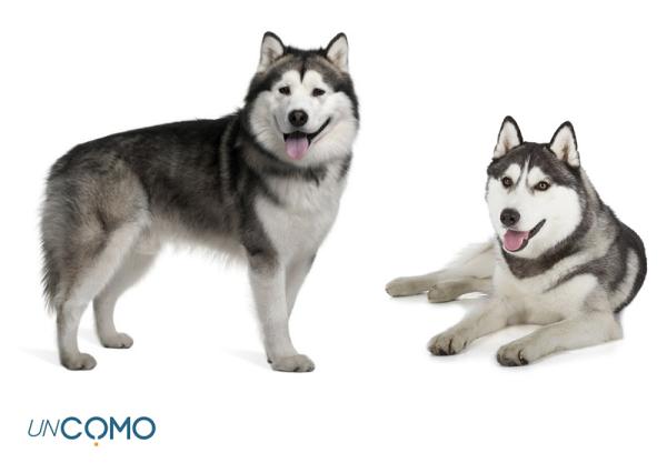 Diferencia entre alaskan malamute y husky siberiano - descúbrela aquí