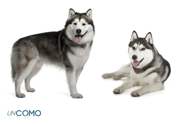 son los huskys de alaska perros inteligentes