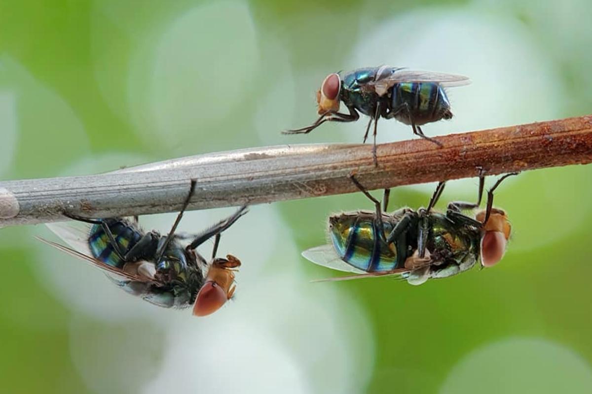 Qué significa soñar con moscas