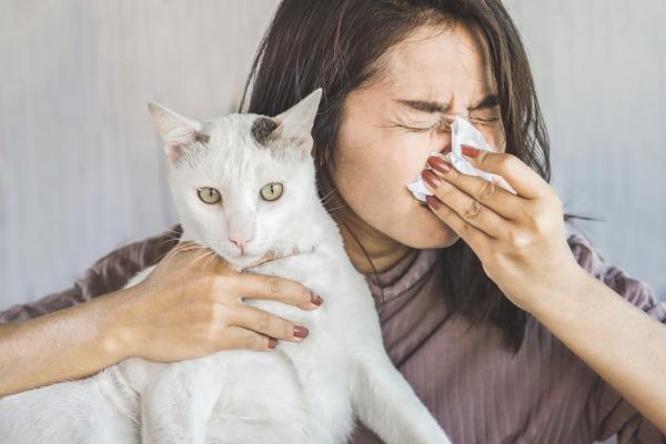 Alergia a los gatos: causas, síntomas y tratamiento - Síntomas de la alergia a los gatos