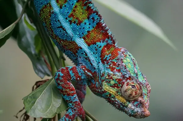 animales ovoviviparos ejemplos