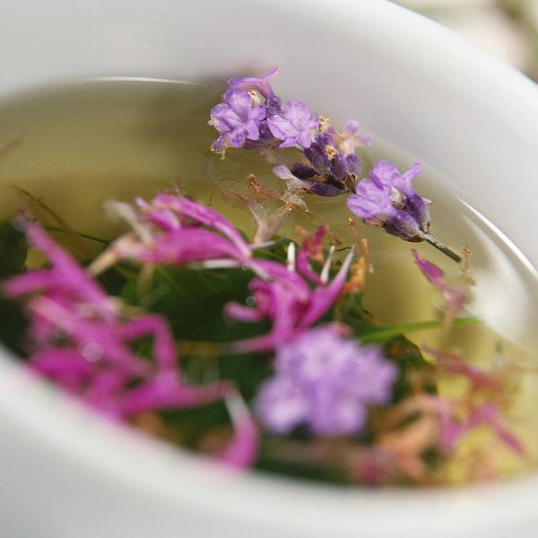 Las mejores infusiones para bajar el colesterol - Infusiones para bajar el colesterol: cardo mariano