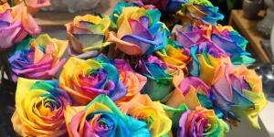 Como teñir flores (rosas y claveles)