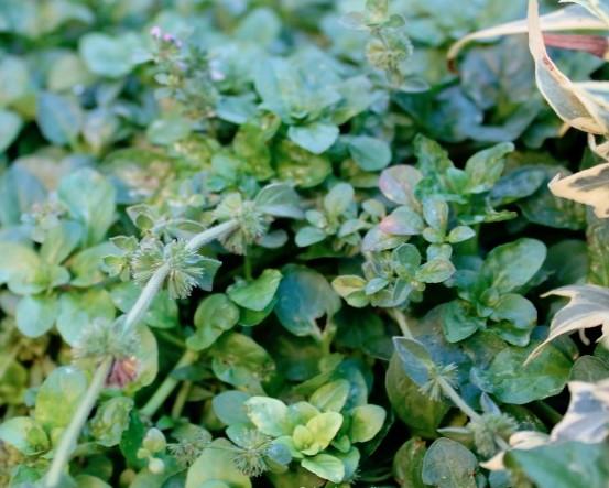 Cómo cuidar la planta de poleo menta