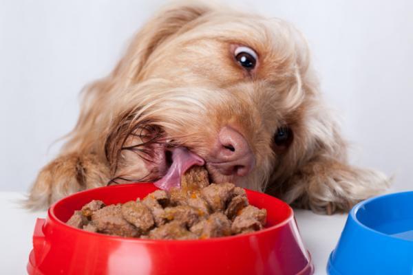 Por qué mi perro vomita la comida entera - El perro come muy rápido