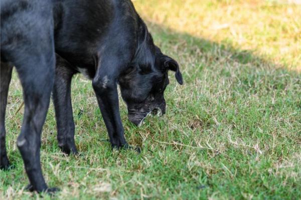 Por qué mi perro vomita la comida entera - ¿Mi perro vomita o regurgita? 
