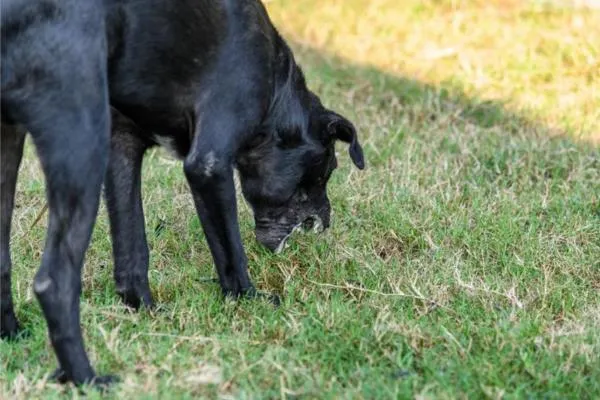 pueden los perros vomitar por comer en exceso