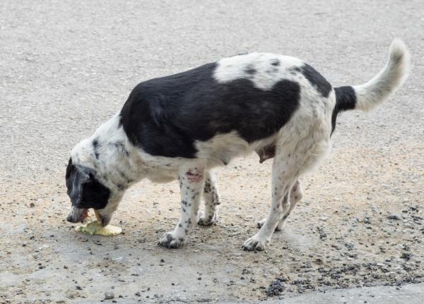 Por qué mi perro vomita la comida entera - Obstrucción en el esófago