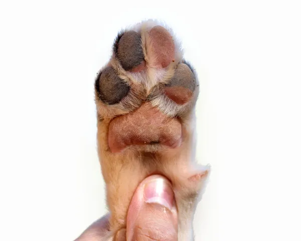 los perros tienen huellas de patas