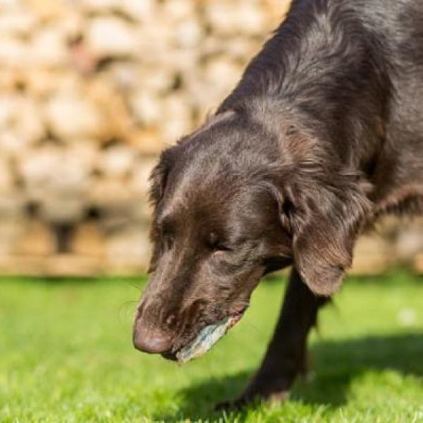 que darle a tu perro cuando esta vomitando