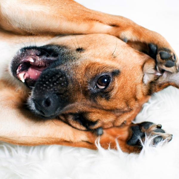que le puedo dar a mi perro para la ansiedad en el carro