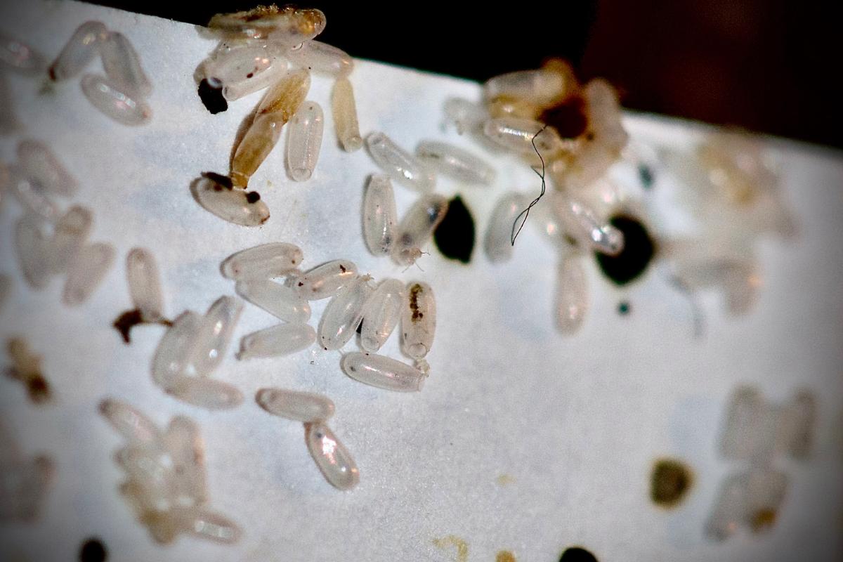 Cómo eliminar los huevos de chinches de cama