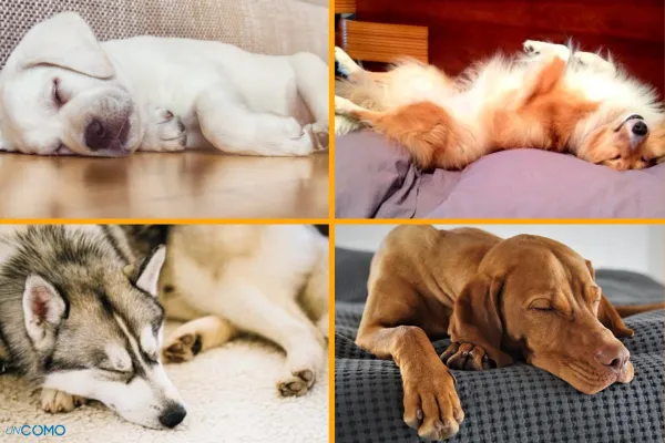 los perros necesitan dormir tanto como los humanos