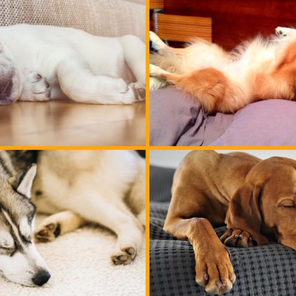 por qué a los perros les gusta acostarse sobre tu ropa