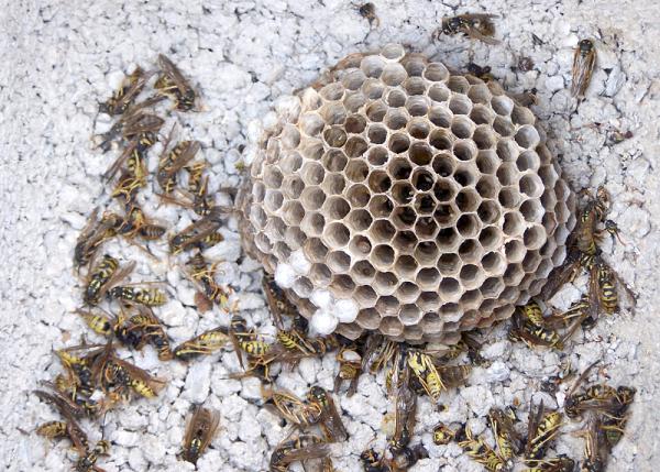 Cómo eliminar un avispero