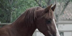 Cómo identificar un caballo árabe