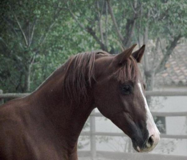 Cómo identificar un caballo árabe