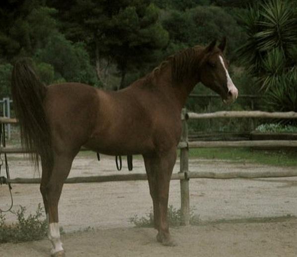Cómo identificar un caballo árabe - Paso 1