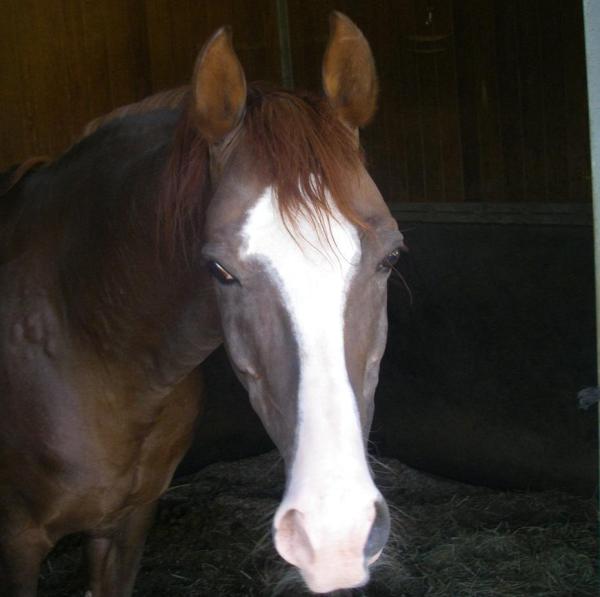 Cómo identificar un caballo árabe - Paso 2