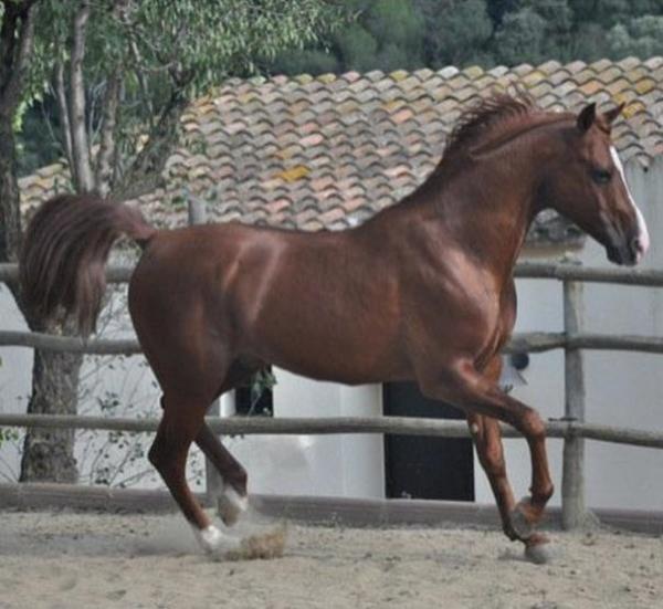 Cómo identificar un caballo árabe - Paso 4
