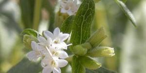 Cómo extraer el azúcar de la Stevia
