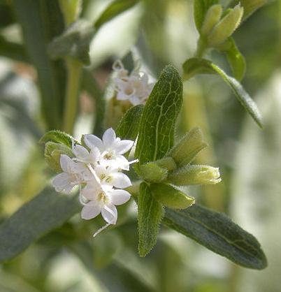 Cómo extraer el azúcar de la Stevia