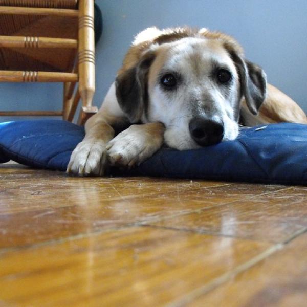 puede un perro tener tos de las perreras sin tos