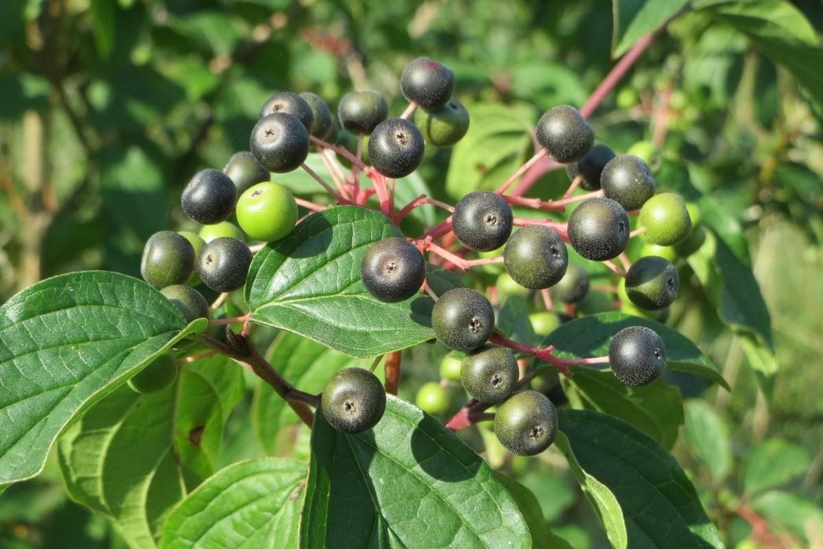 Para qué sirve la cáscara sagrada y cómo se toma