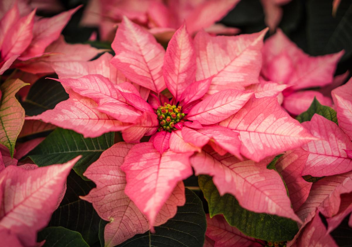 Cómo hacer que la Poinsettia se ponga roja