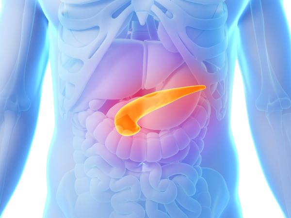 Qué pasa si el páncreas no funciona bien - Las principales funciones del páncreas