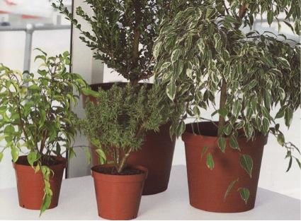 Cómo convertir una planta de interior en bonsái - Factores a tener en cuenta antes de comprar la planta