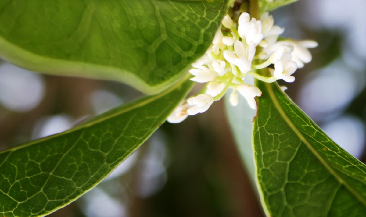Cómo funcionan las plantas