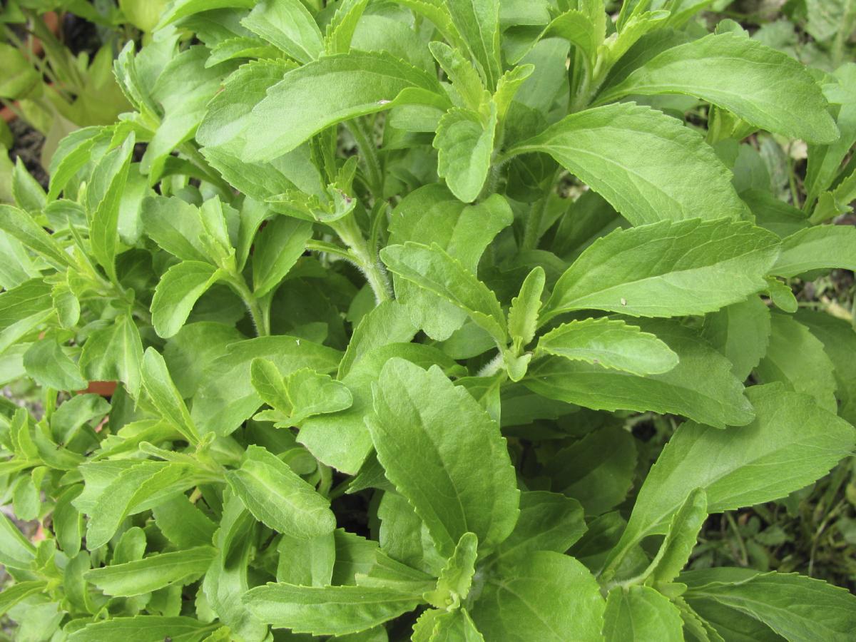 Cuáles son las propiedades medicinales de la stevia