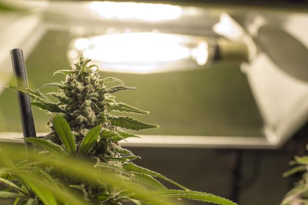 Iluminación LEC para cultivo: qué es y cómo funciona