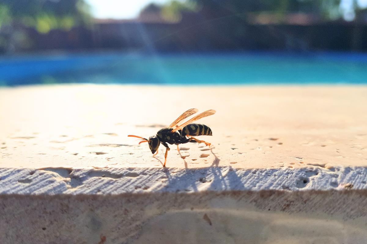 Cómo ahuyentar a las avispas de la piscina: descubre los mejores trucos